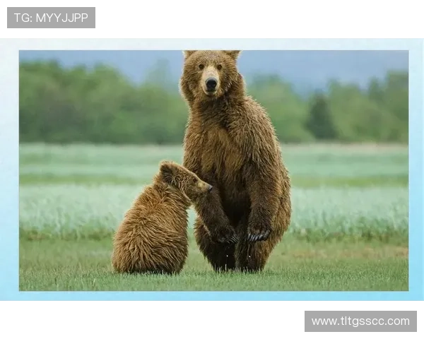 灰熊崛起:从重建到挑战者的蜕变之路 灰熊崛起:从重建到挑战者的蜕变之路